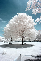 Featured Infrared